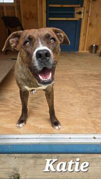Katie Yrly 213 -  Boxer and Pit Bull Terrier Dog for Adoption in Sidney, Ohio - Katie Yrly 213 | PetCurious