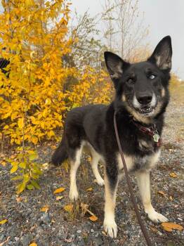 Rescue Husky Dogs for Adoption in Yellowknife, Northwest Territories - Jorgie | PetCurious