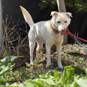 Jindo Dogs Available for Adoption in Northbrook, Illinois - Soojebi HW+ | PetCurious