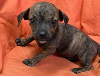 Simon -  Pit Bull Terrier and Dachshund Dog for Adoption in Swainsboro, Georgia - Simon | PetCurious