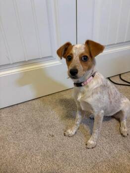 Australian Cattle Dog Blue Heeler Dogs Available for Adoption - Audrey HOPburn | PetCurious