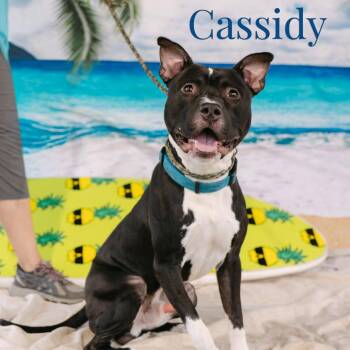 Cassidy -  Mixed Breed Dog for Adoption in Philadelphia, Pennsylvania - Cassidy | PetCurious