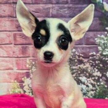 Isla -  Chihuahua and Mixed Breed Dog for Adoption in Fort Collins, Colorado - Isla | PetCurious