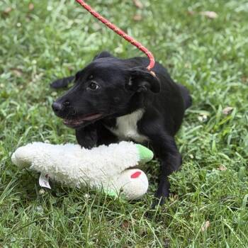 Potato -  Black Labrador Retriever Dog for Adoption in Locust Fork, Alabama - Potato | PetCurious