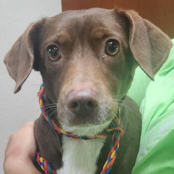 Hazelnut -  Miniature Dachshund and Mixed Breed Dog for Adoption in Tyler, Texas - Hazelnut | PetCurious