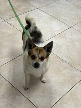 Pomeranian and Chihuahua Dogs Available for Adoption in Fort Lauderdale, Florida - Queso | PetCurious