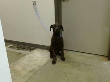 Pit Bull Terrier and Mixed Breed Dogs Available for Adoption in Ontario, California - STITCH | PetCurious