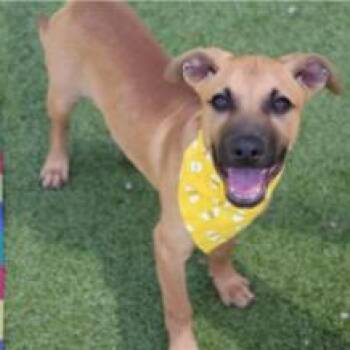 Fresh -  Mixed Breed Dog for Adoption in Westhampton, New York - Fresh | PetCurious