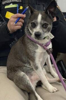 Chihuahua Dogs Available for Adoption - Gizmo/Turtle | PetCurious