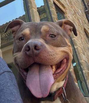 Pit Bull Terrier Dogs Available for Adoption in Lavon, Texas - Phoenix | PetCurious
