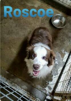 Roscoe -  Australian Shepherd Dog for Adoption in Dripping Springs, Texas - Roscoe | PetCurious
