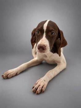 Sadie -  Pointer and Mixed Breed Dog for Adoption in Bowling Green, Kentucky - Sadie | PetCurious