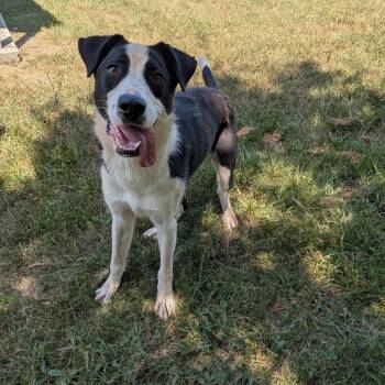 Scott -  Border Collie and Mixed Breed Dog for Adoption in Lynchburg, Virginia - Scott | PetCurious