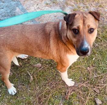 Rescue Shepherd Dogs for Adoption in Holly Springs, North Carolina - Elektra | PetCurious