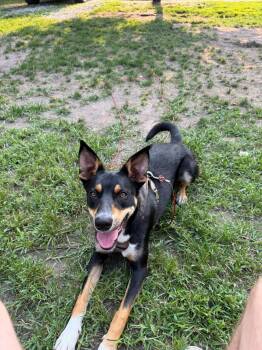 Moose 2.0 -  Australian Cattle Dog Blue Heeler Dog for Adoption in Grand Island, Nebraska - Moose 2.0 | PetCurious