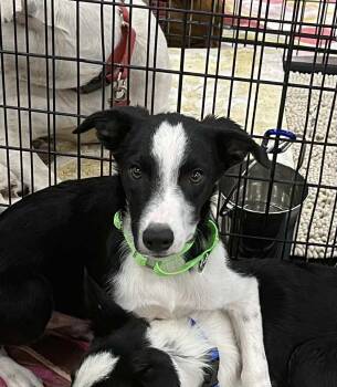 Rescue Border Collie Dogs for Adoption in Anza, California - Michelangelo | PetCurious
