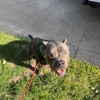 Mixed Breed Dogs Available for Adoption in Mentor, Ohio - Blue | PetCurious