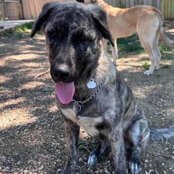 Granite -  Great Pyrenees and Anatolian Shepherd Dog for Adoption in Wichita, Kansas - Granite | PetCurious