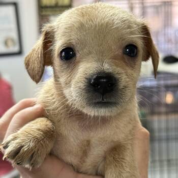 Cake -  Mixed Breed Dog for Adoption in Columbia, South Carolina - Cake | PetCurious