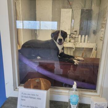 Harper -  Terrier Dog for Adoption in Clarksdale, Mississippi - Harper | PetCurious