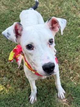 BEAUTY -  Labrador Retriever and Mixed Breed Dog for Adoption in Tulsa, Oklahoma - BEAUTY | PetCurious
