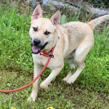 Mixed Breed Dogs Available for Adoption in Houston, Texas - Sam | PetCurious