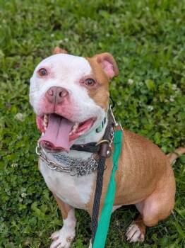 Deebow -  Mixed Breed Dog for Adoption in Cincinnati, Ohio - Deebow | PetCurious
