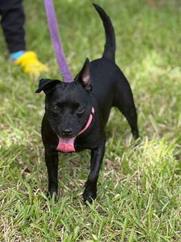 Rescue Chihuahua Dogs for Adoption in Margate, Florida - Princess | PetCurious
