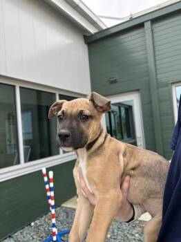 Terrier and Mixed Breed Dogs Available for Adoption - LEXI | PetCurious