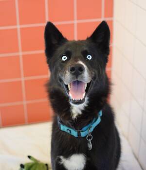 Bluey -  Husky and Shepherd Dog for Adoption in Pontiac, Michigan - Bluey | PetCurious