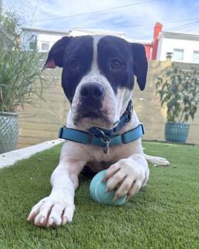 Bellingham -  Pit Bull Terrier and Mixed Breed Dog for Adoption - Bellingham | PetCurious