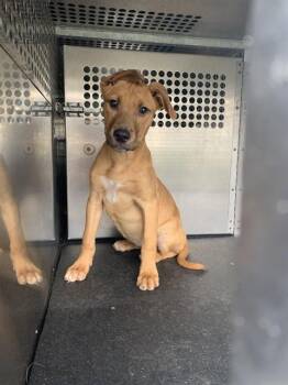 German Shepherd Dog and Mixed Breed Dogs Available for Adoption in Corpus Christi, Texas - CHRYSANTHEMUM | PetCurious