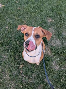 Kiva -  Mixed Breed Dog Available for Adoption in Vaudreuil-dorion, Quebec - Kiva | PetCurious