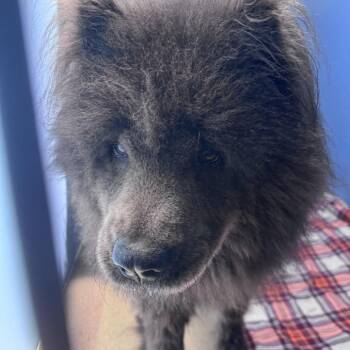 Violet -  Chow Chow Dog for Adoption in South Haven, Michigan - Violet | PetCurious