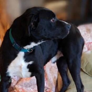 Black Labrador Retriever and Mixed Breed Dogs Available for Adoption in Pittsburg, Kansas - Snoop | PetCurious