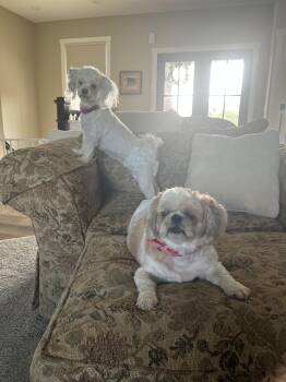 Akuna and keyona -  Shih Tzu Dog for Adoption in Carey, Ohio - Akuna And Keyona | PetCurious