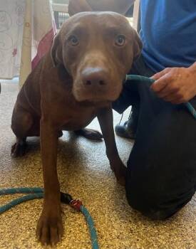 A1913837 -  Labrador Retriever and Mixed Breed Dog Available for Adoption in Blythe, California - A1913837 | PetCurious