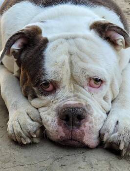 Rescue English Bulldog Dogs for Adoption in Belmar, New Jersey - Kai | PetCurious