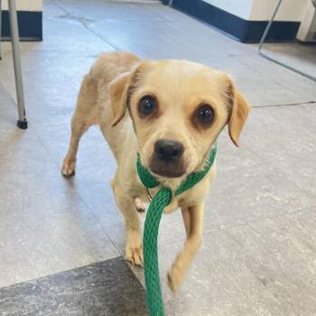 sway -  Mixed Breed Dog for Adoption in Philadelphia, Pennsylvania - Sway | PetCurious