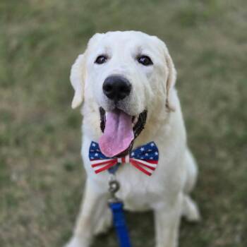 Grizzly -  Great Pyrenees Dog for Adoption in Mansfield, Texas - Grizzly | PetCurious