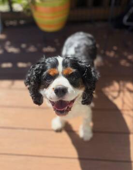 Lucky Leon -  Cavalier King Charles Spaniel Dog for Adoption in Fort Wayne, Indiana - Lucky Leon | PetCurious
