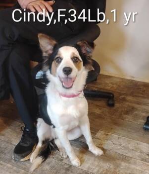 Cindy Lu -  Border Collie Dog for Adoption in Rockford, Illinois - Cindy Lu | PetCurious