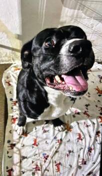 Derecho -  Mixed Breed Dog for Adoption in Hobart, Indiana - Derecho | PetCurious