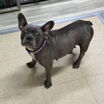 Kallie- Foster Home Needed -  French Bulldog Dog for Adoption in Hartland, Wisconsin - Kallie- Foster Home Needed | PetCurious