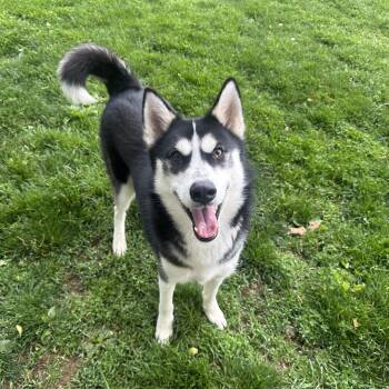 Husky Dogs Available for Adoption in Myerstown, Pennsylvania - Captain | PetCurious