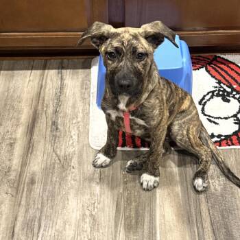 Pit Bull Terrier and Retriever Dogs Available for Adoption - Ivy  | PetCurious