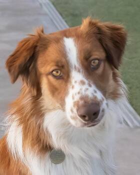 RUDY -  Australian Shepherd Dog for Adoption in Scottsdale, Arizona - RUDY | PetCurious