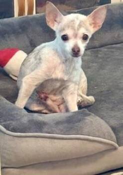 Poppy -  Chihuahua Dog for Adoption in Tifton, Georgia - Poppy | PetCurious