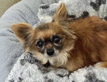Chihuahua Dogs Available for Adoption - Mischief 51830 | PetCurious