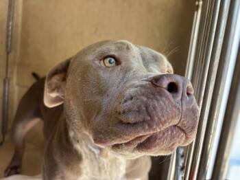 CANELO -  American Bulldog and Mixed Breed Dog for Adoption in Oklahoma City, Oklahoma - CANELO | PetCurious